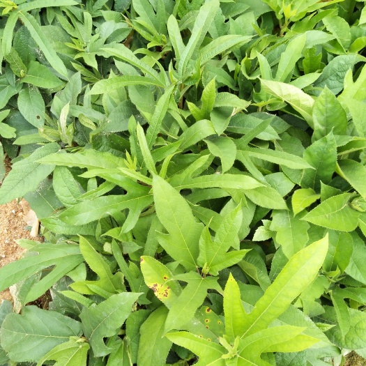 灵山县五指毛桃