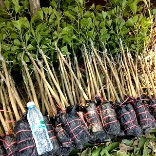 灵山县金煌芒果苗 凯特芒，金煌，桂七，台农，四季芒，一手货源，基地