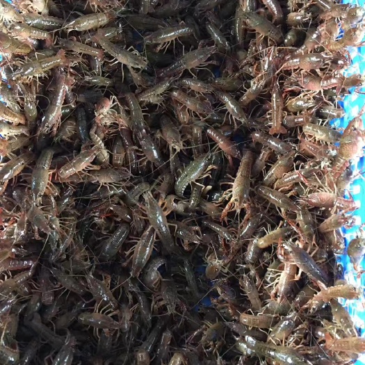 监利市小龙虾苗 