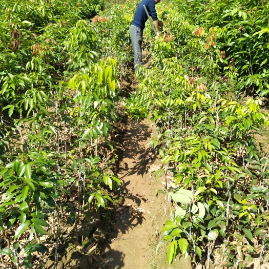 灵山县桂味荔枝苗