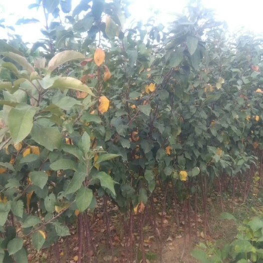 泰安红色之爱苹果苗 1~1.5米