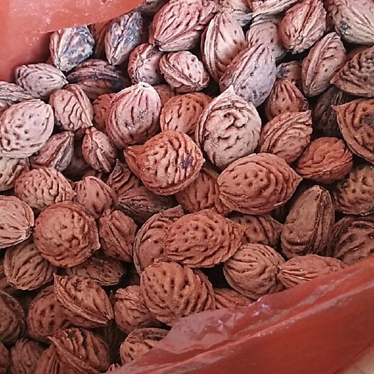 洛宁县桃树种子  毛桃种子，毛桃核