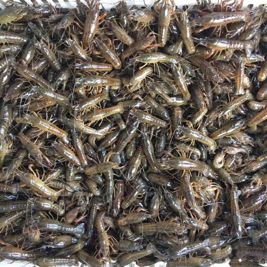 监利市龙虾苗 