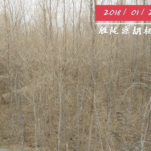玉门市胡杨