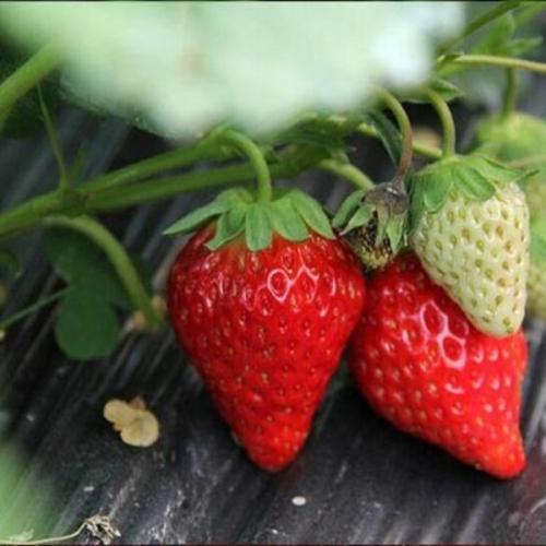 泰安法兰地草莓苗 地栽苗 10~20公分