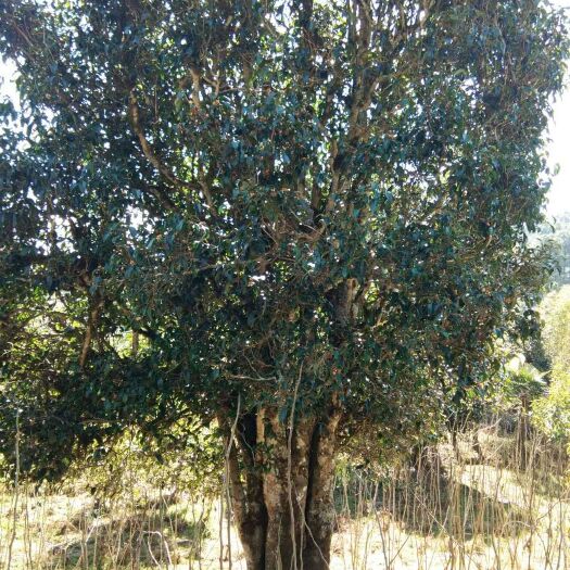 景洪市千年野生红茶 散装 特级