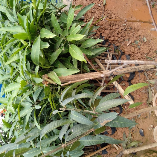 灵山县金煌芒果苗