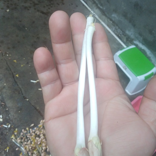 永丰县花生种子 