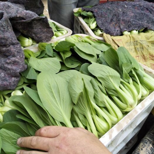 曹县北方小油菜 1两以下