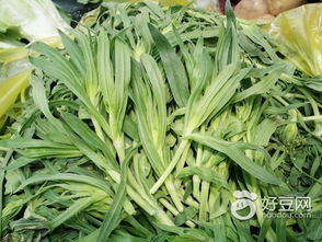 济南野菜批发，面条菜种子