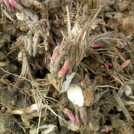 菏泽白芍种苗
