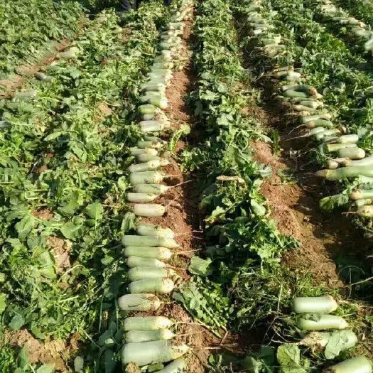 青萝卜  莱西水果萝卜，大沽河左岸