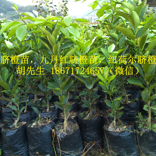 仙桃市 伦晚脐橙苗容器袋装苗地苗红桔砧木伦晚脐橙苗