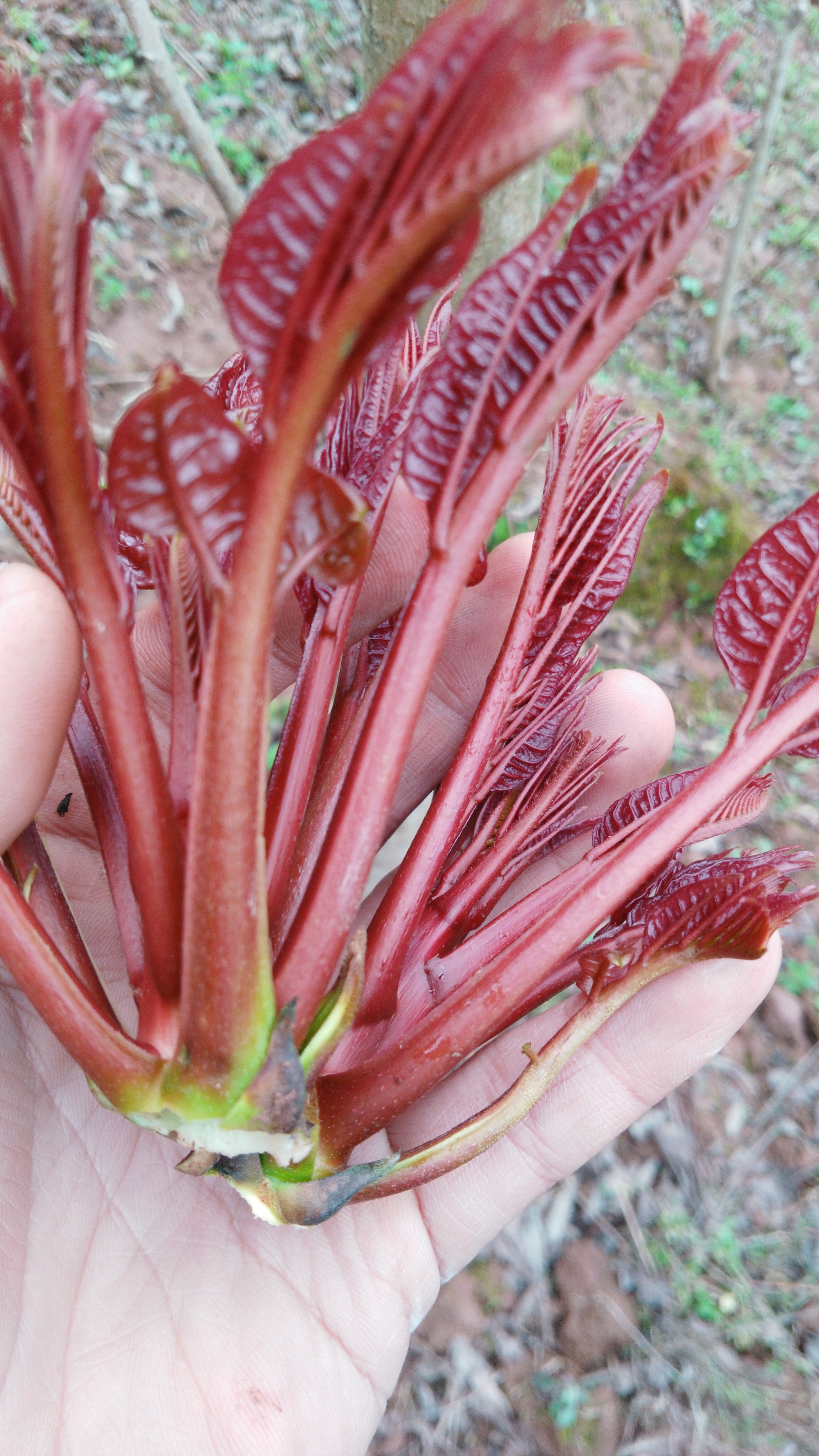 红香椿芽 12cm以上