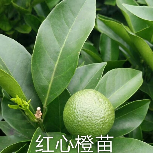 灵山县红心橙苗 嫁接苗 0.5~1米