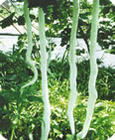 济南豆角种子  蛇瓜种子，蔬菜种子