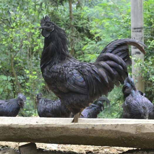 盐津县乌骨鸡种蛋 盐津乌骨鸡老品种胡须乌鸡凤头乌鸡种蛋
