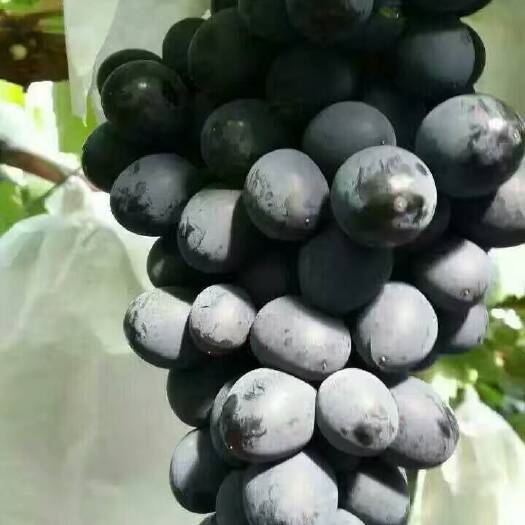 绥中县夏黑葡萄苗