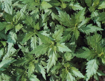 济南菊花苗  野菜种子，菊花脑种子批发 菊花脑种苗
