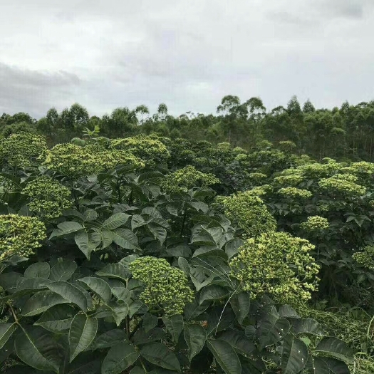 广德市吴茱萸 