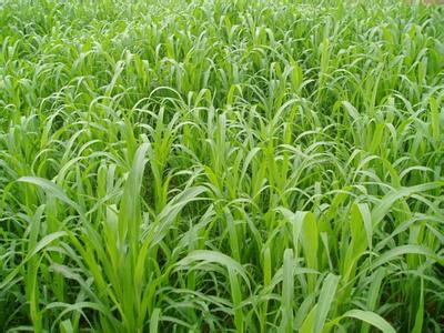 青绿饲料  一年生牧草种子批发，墨西哥玉米草种子批发