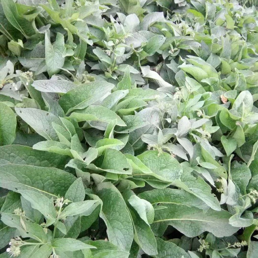 俄罗斯饲料菜种子  俄罗斯饲料菜种根  俄罗斯饲料菜种根