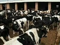 忻州黑白花奶牛 1000斤以上 母牛 