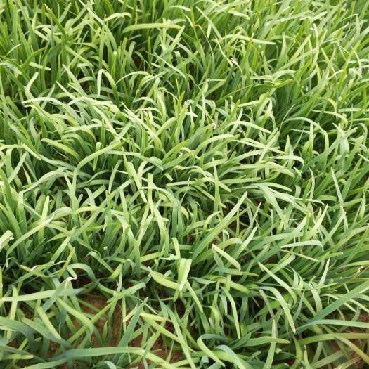 热销，精品韭菜，手工精细，叶面鲜绿，价格平稳，欢迎订购