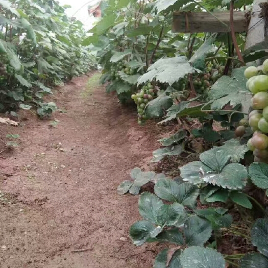 丰县葡萄苗巨峰，矮化葡萄苗