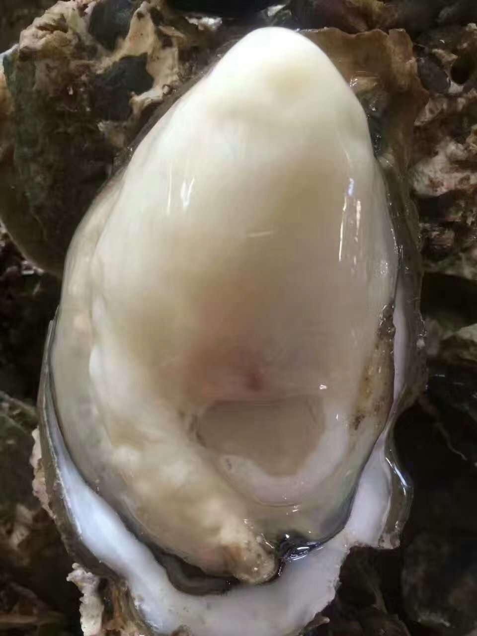 【包邮】乳山生蚝鲜活海蛎子新鲜特大海鲜牡蛎贝壳海鲜水产