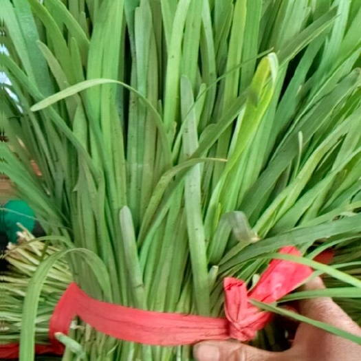 邯郸大叶韭菜  河北永年韮菜大量供应中