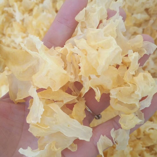 古田县银耳碎片 黄色 干银耳 片状银耳 