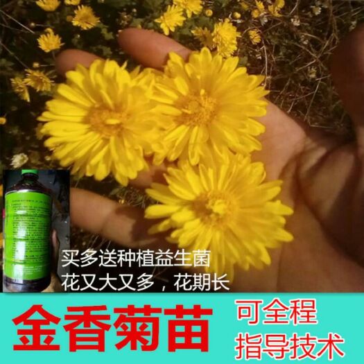 邻水县黄金菊