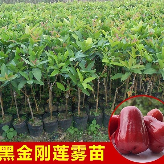 灵山县黑金刚莲雾苗  嫁接苗，早结果产量高，广西发货，黑金刚莲雾，果清甜