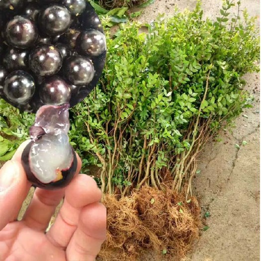 灵山县嘉宝果苗带叶发货，一年多次开花。树葡萄四季早生一年多次结果