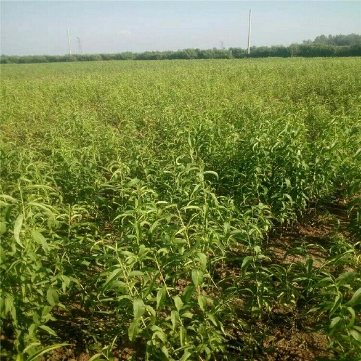平邑县桃苗基地大量出售各种毛桃苗规格齐全