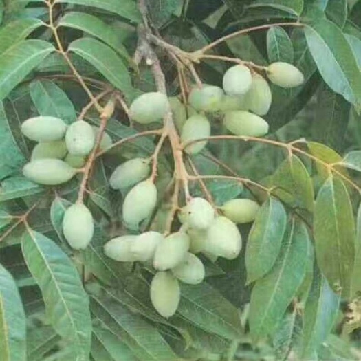 灵山县黄橄榄