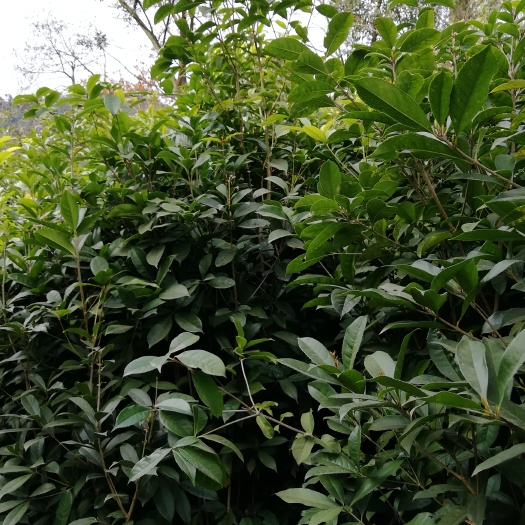 苍溪县八月桂 
