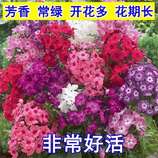 沭阳县福禄考种子