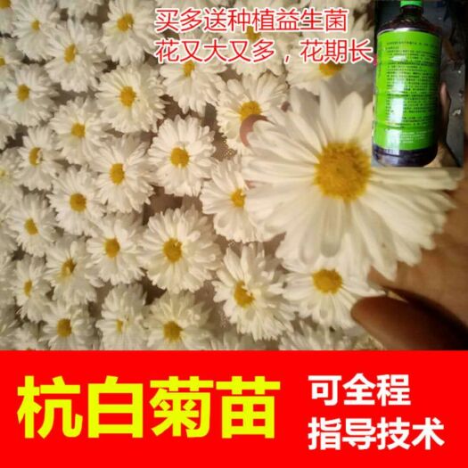 邻水县杭菊