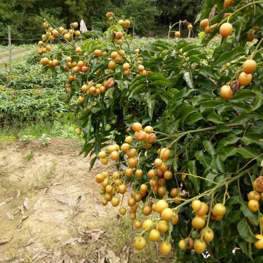 灵山县黑黄皮果苗