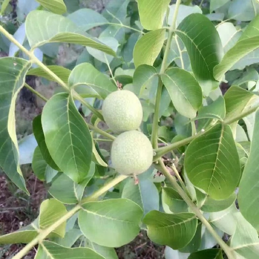 绛县薄皮核桃苗