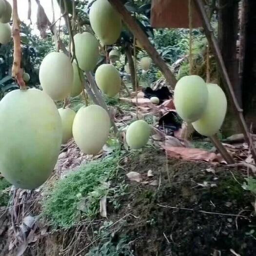 灵山县凯特芒果苗