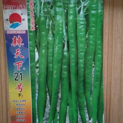 陆良县线椒种子 杂交种 ≥80%