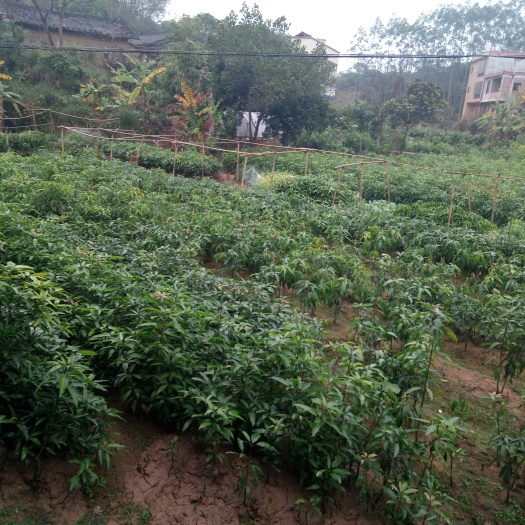 灵山县桂七芒果苗