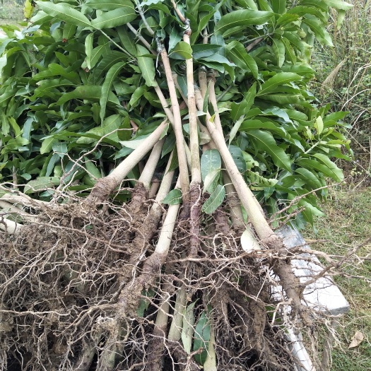 灵山县金煌芒果苗