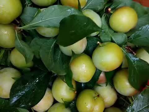 灵山县三华李苗 