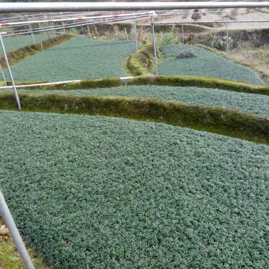 郴州玉龙草