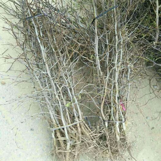 泰安冬枣树苗 