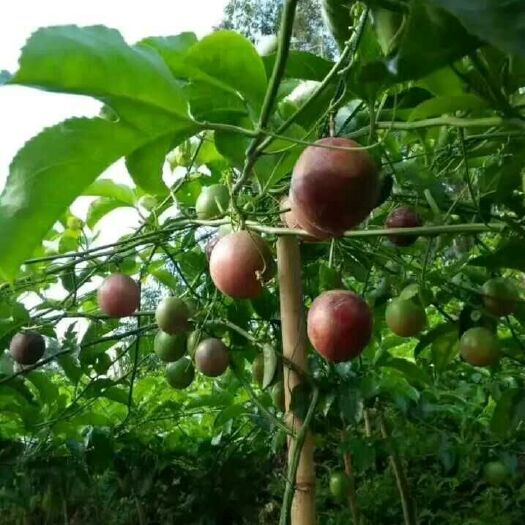 灵山县紫香一号百香果苗 